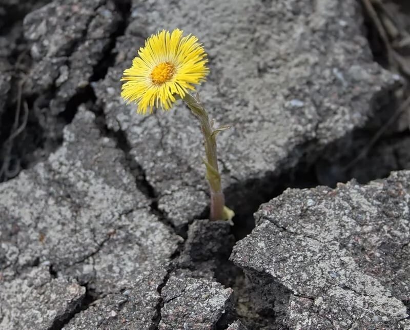 Сквозь асфальт