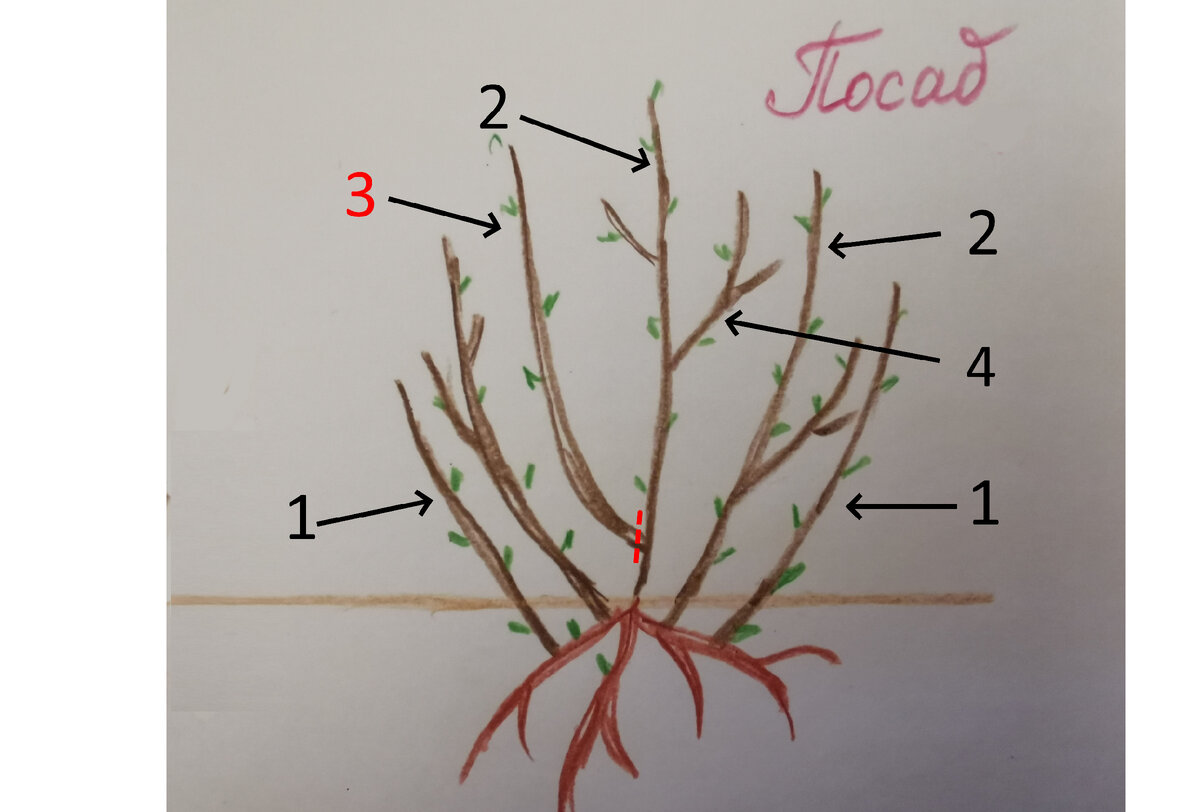 1. - Ветка нулевого порядка; 2. - Ветка первого порядка; 3. - ВОЛЧОК(ветка второго порядка, растущая от основания куста), его надо удалять; 4. - Ветка второго порядка.