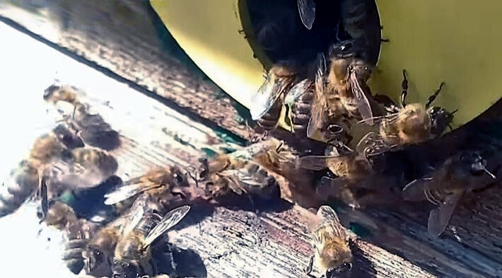 Кормушка для пчел: купить кормушки для пчел по цене производителя