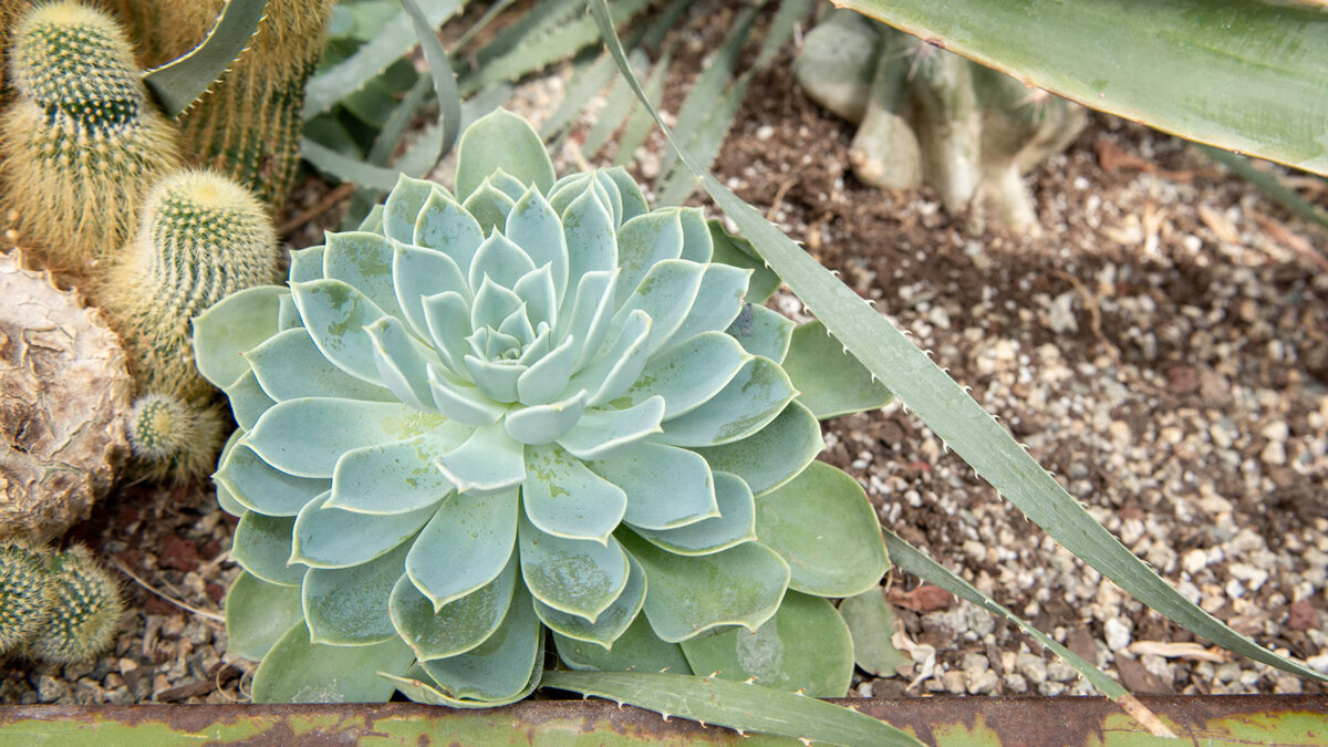 Фото Mulhall's Nursery Inc