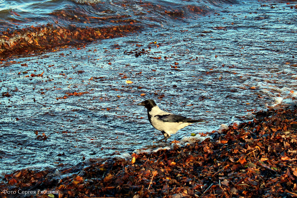 Sea crow