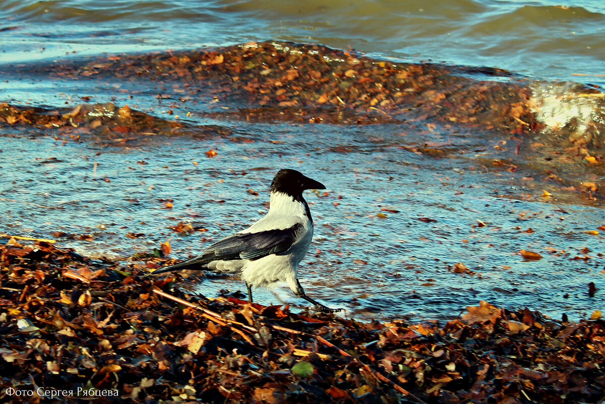 Sea crow