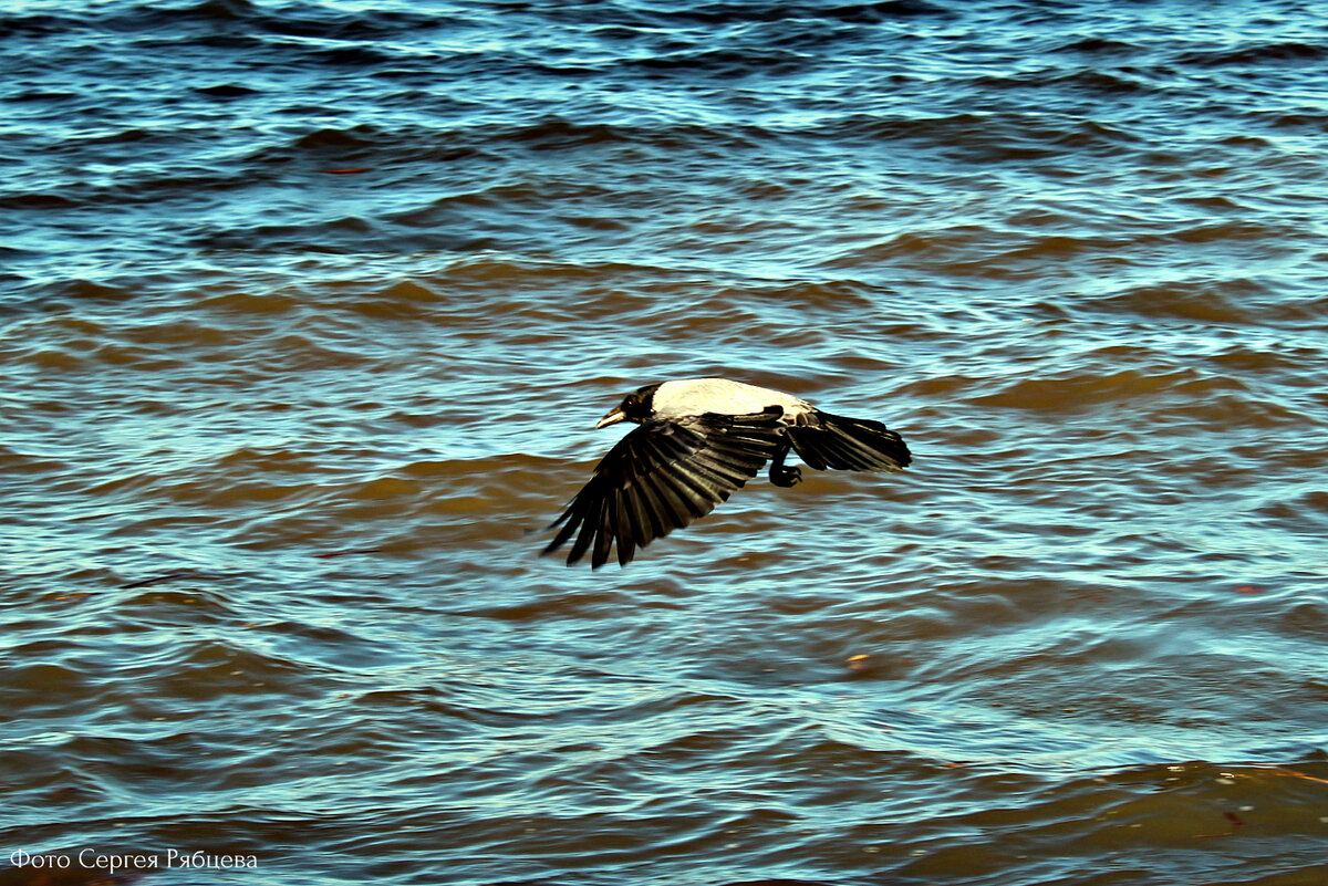 Sea crow