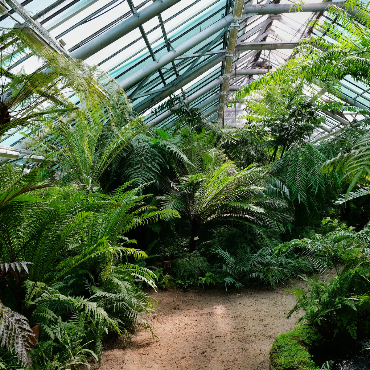 В оранжерее с папоротниками
