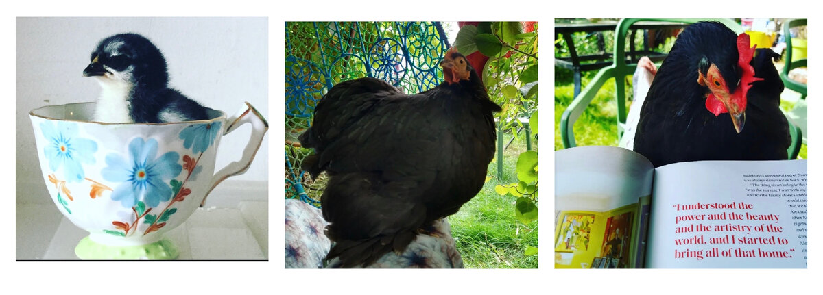 Подруга купила детям яйца на ферме, чтобы вырастить из них куриц. В инкубаторе вылупились только две курицы. Правда, потом выяснилось, что курица была одна, а второй птенец, рыженький, оказался петухом и рос он очень агрессивным. Пришлось им отдать его обратно на ферму. Оставили они только чёрную курочку и назвали её Боб. Фотографии предоставлены одной из моих подруг. 