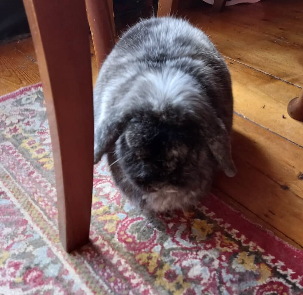 Домашний кролик. Он приучен к туалету, как кошка. Фотография из личного архива одной из моих подруг. 