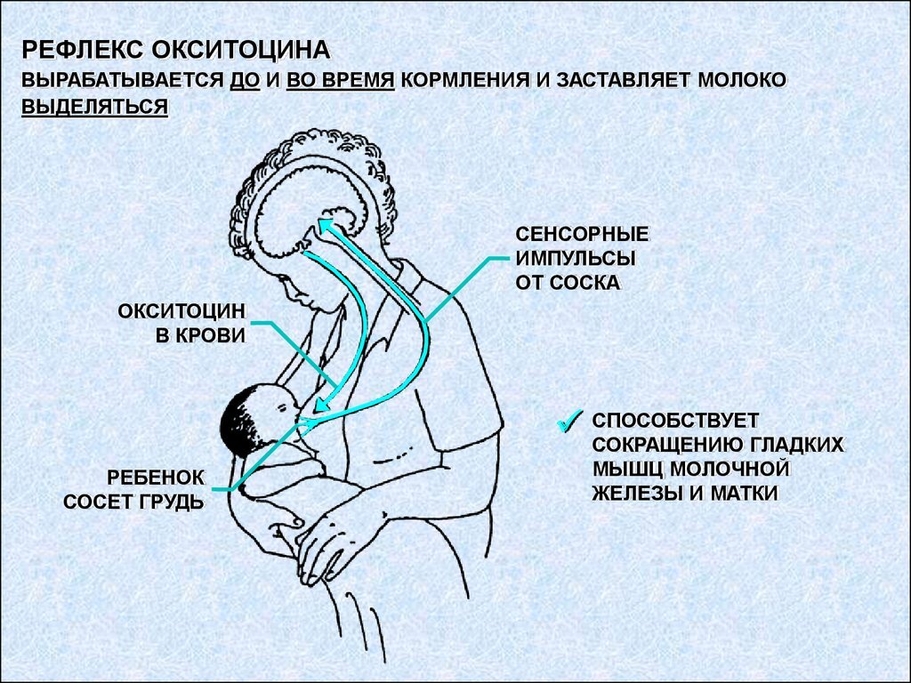 Схема завершения гв после года