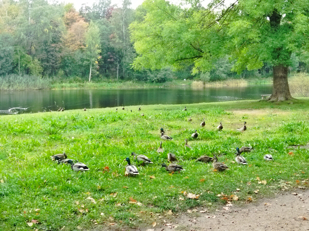 Любопытные утки