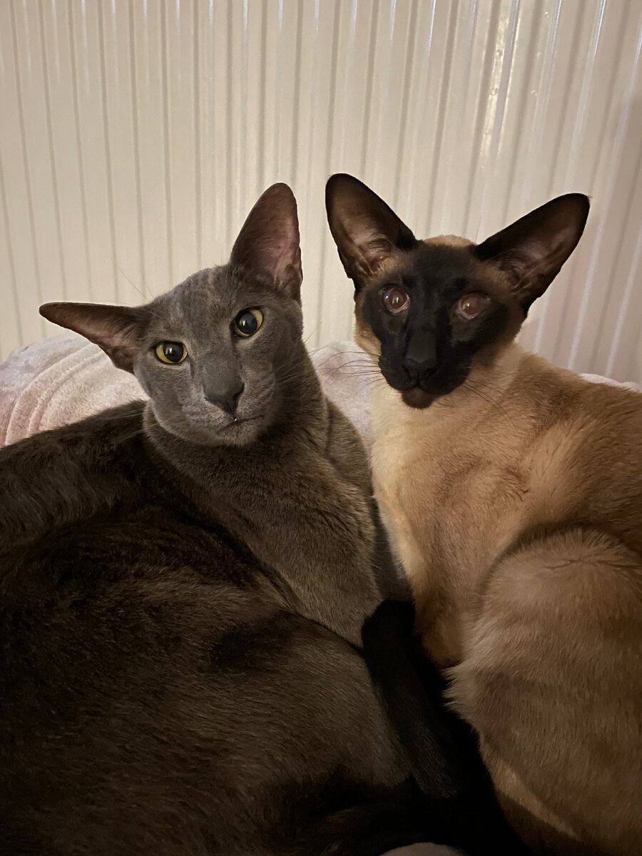 Это плюшевые хвосты