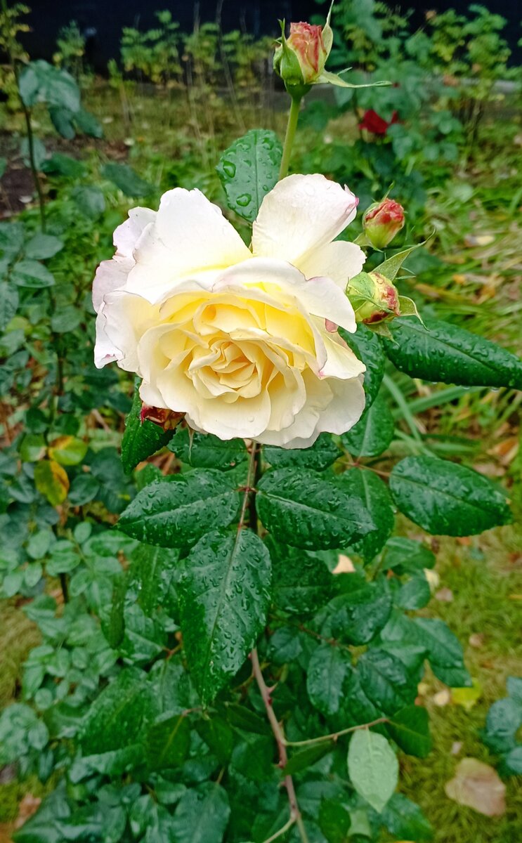 Роза на клумбе возле дома. Фото автора.