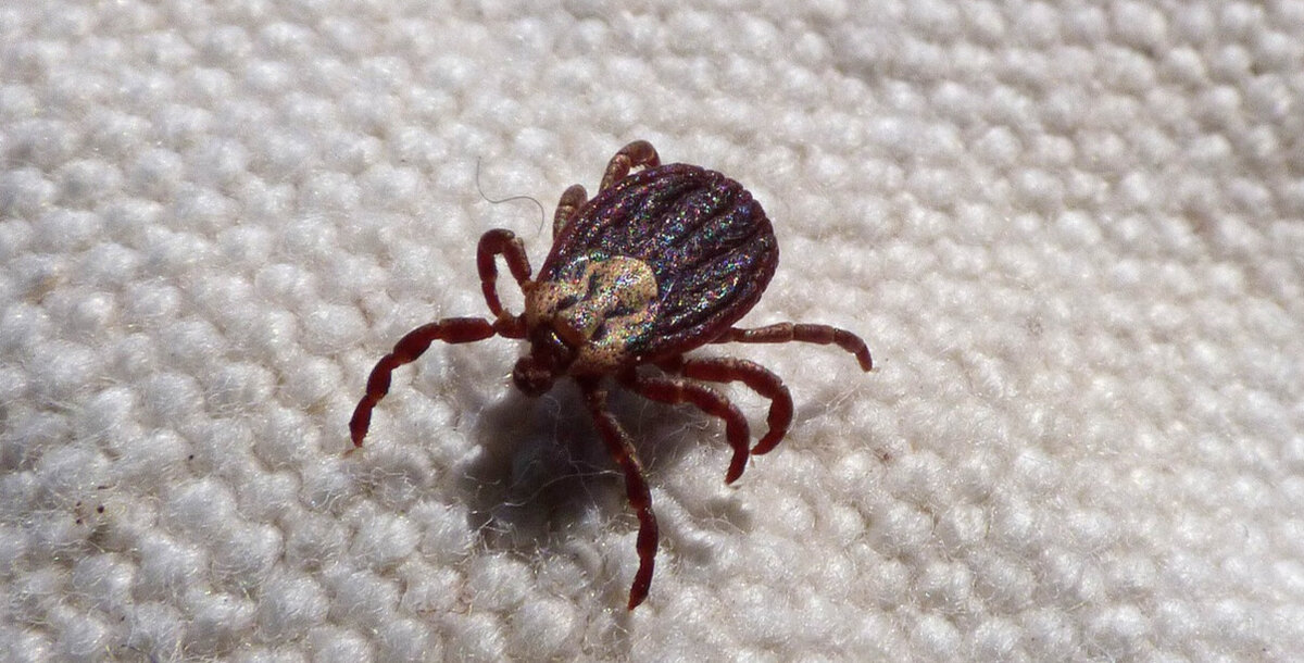 Если Вы вдруг забыли, как выглядит Иксодовый клещ