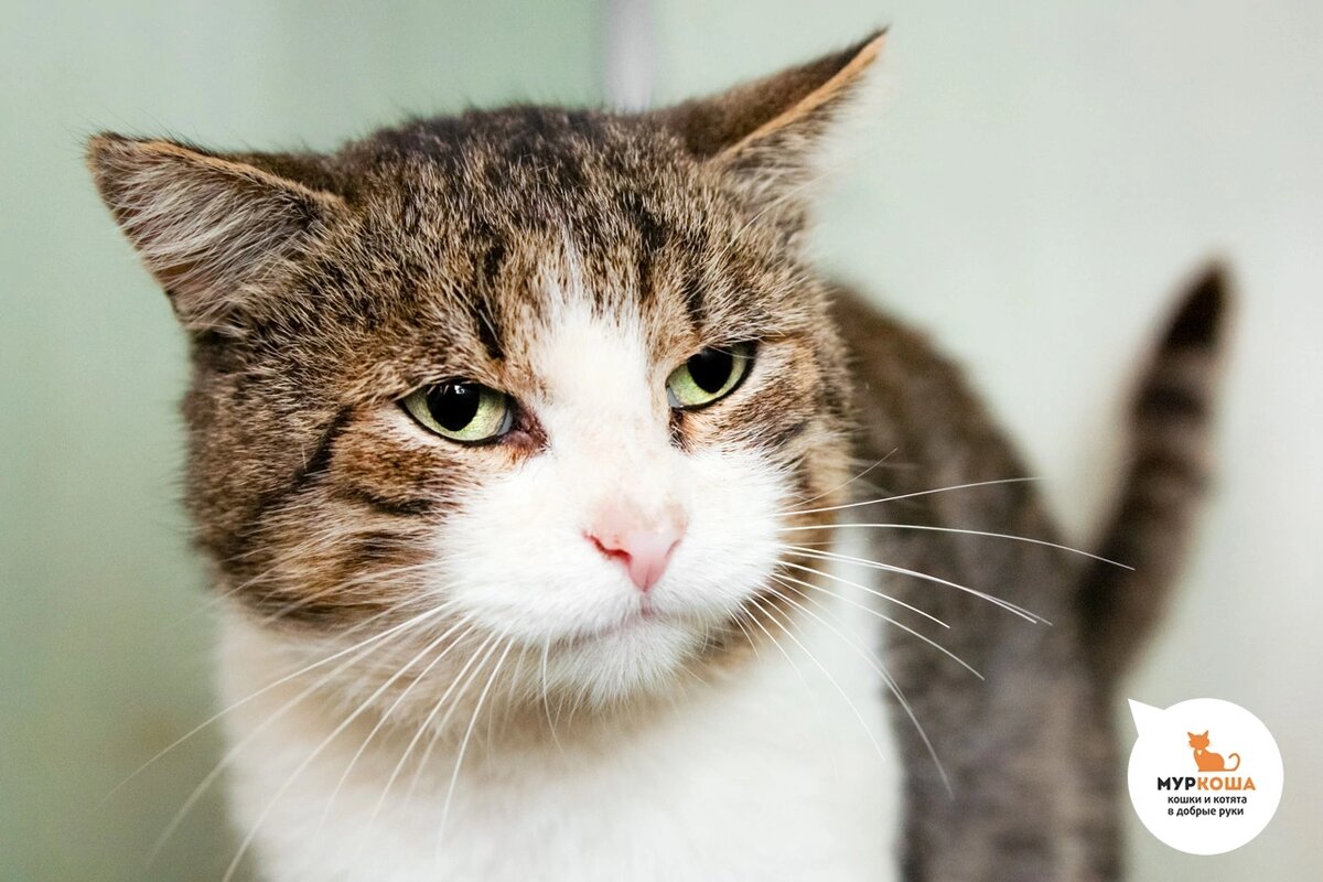 Барсюшеньку нашли на даче.