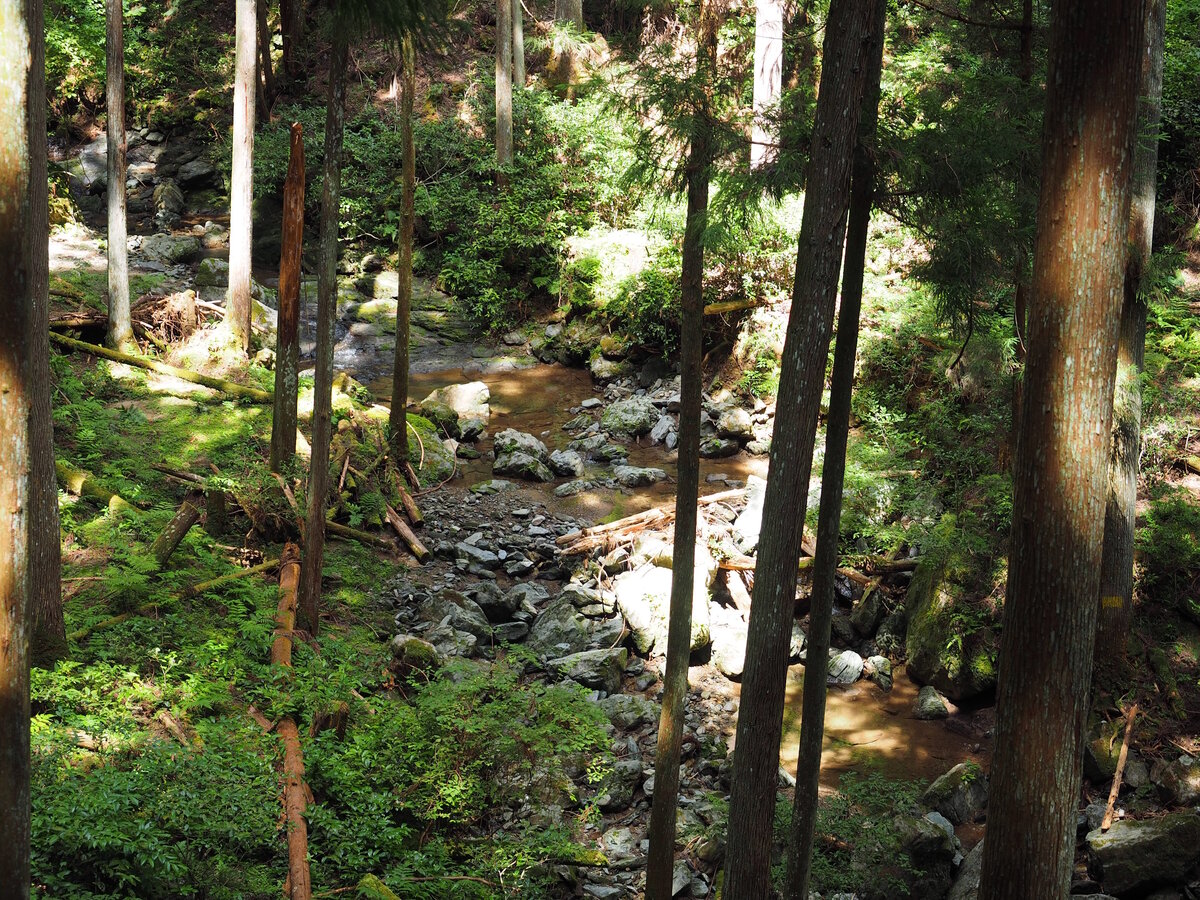 Лес в Ёсино