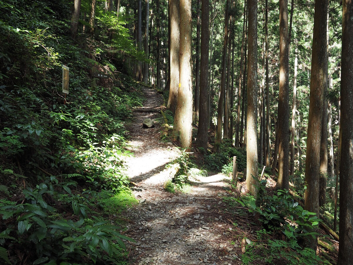 Лес в Ёсино