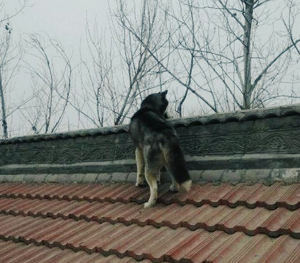 Засмотрелся на игры соседских детей и пуделя