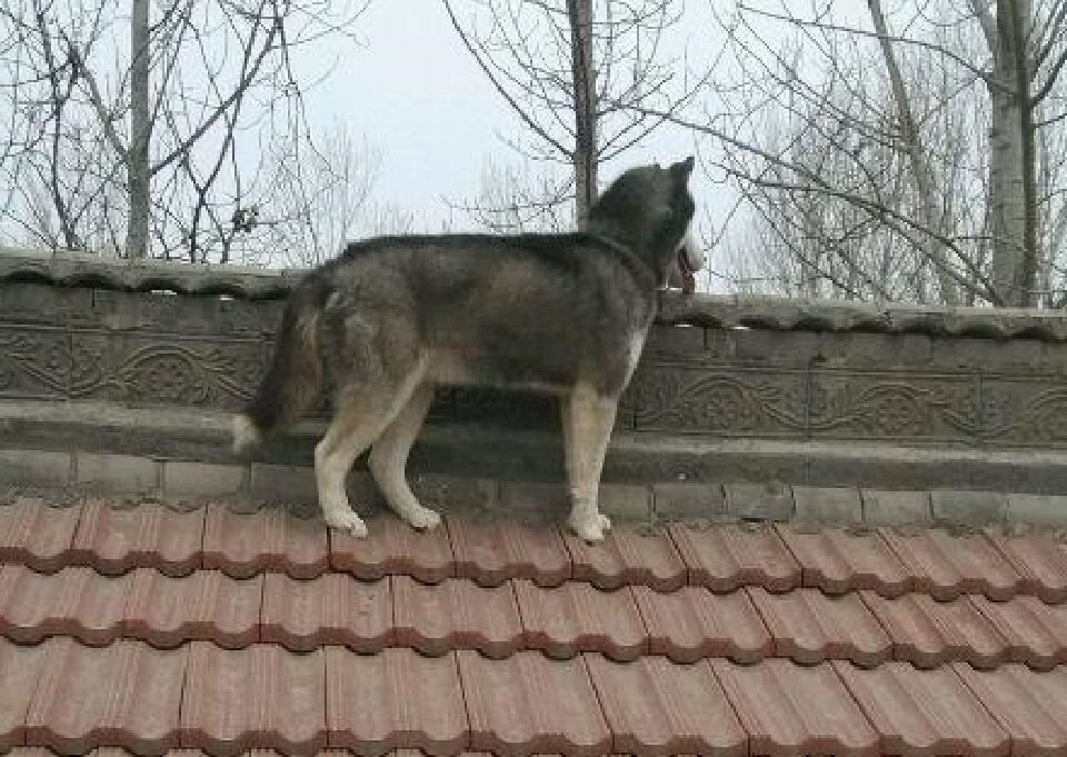 Действительно можно перепугаться