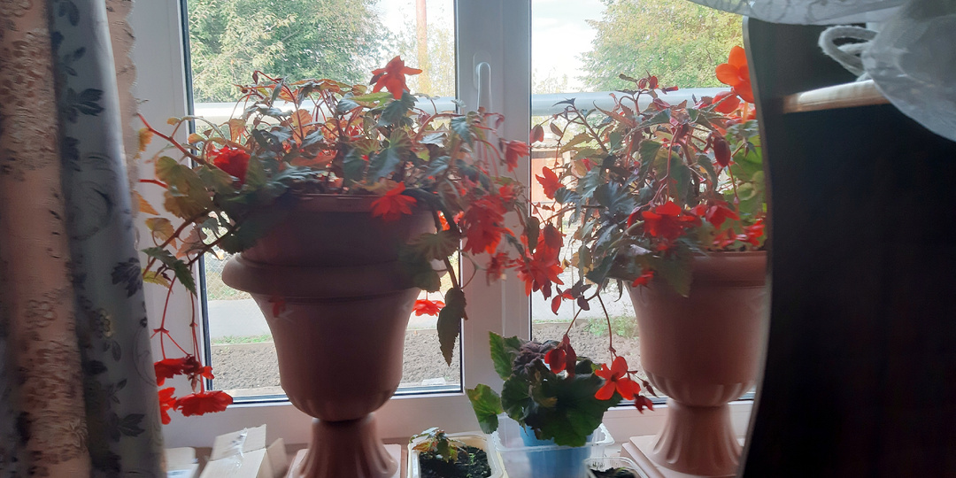 Октябрь. Занесла бегонию и гортензию домой