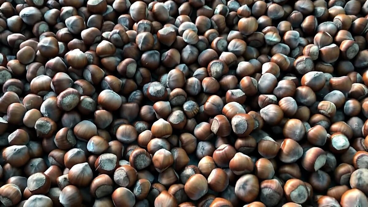 Фундук Трапезунд | Саженцы почтой Россия | Small Gardens