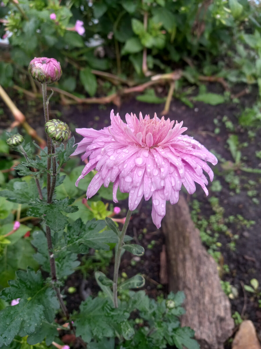 Хризантема