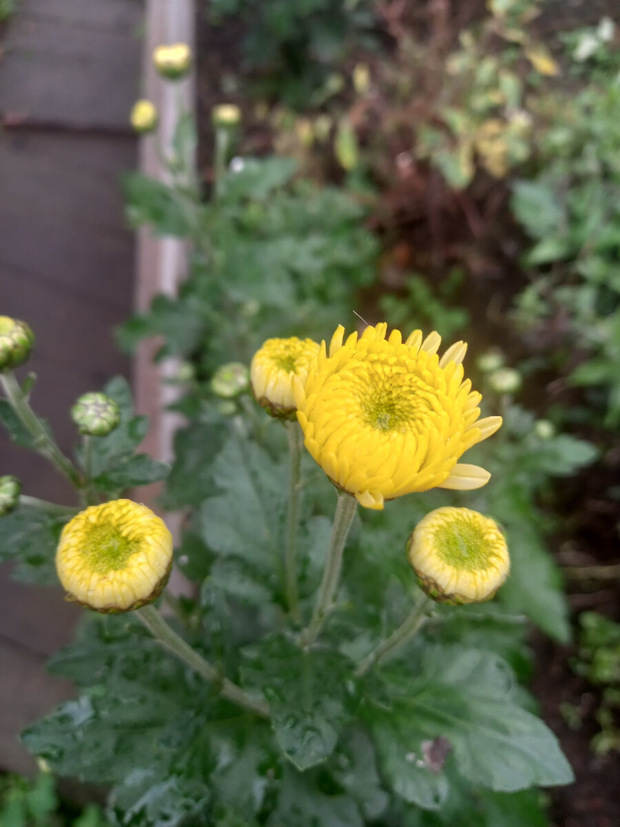 Хризантема