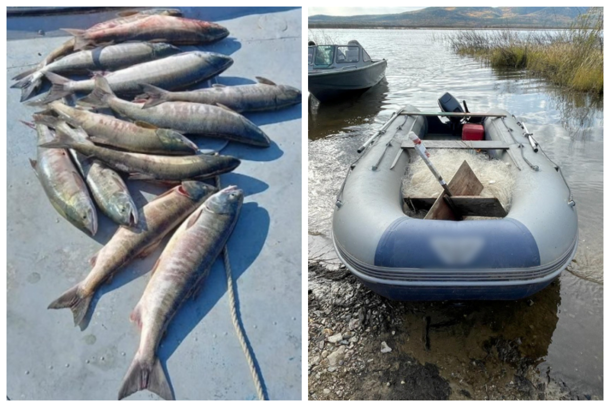    Троим хабаровчанам грозит тюрьма за вылов кеты на 660 тысяч рублей