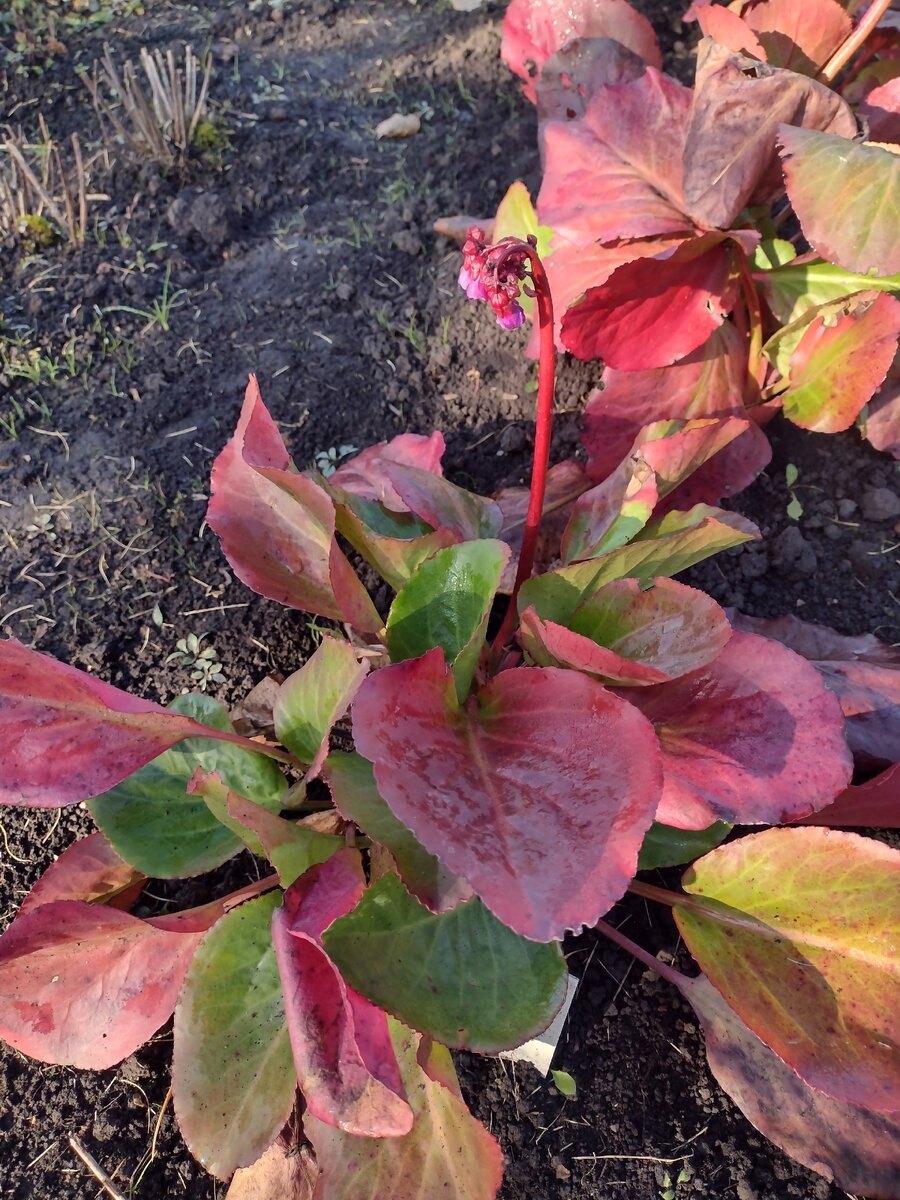 Фото Кузбасского ботанического сада