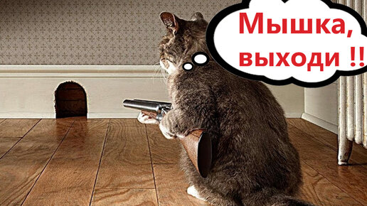 ПРИКОЛЫ С КОТАМИ! Самая смешная озвучка животных! СМЕШНЫЕ КОТЫ!