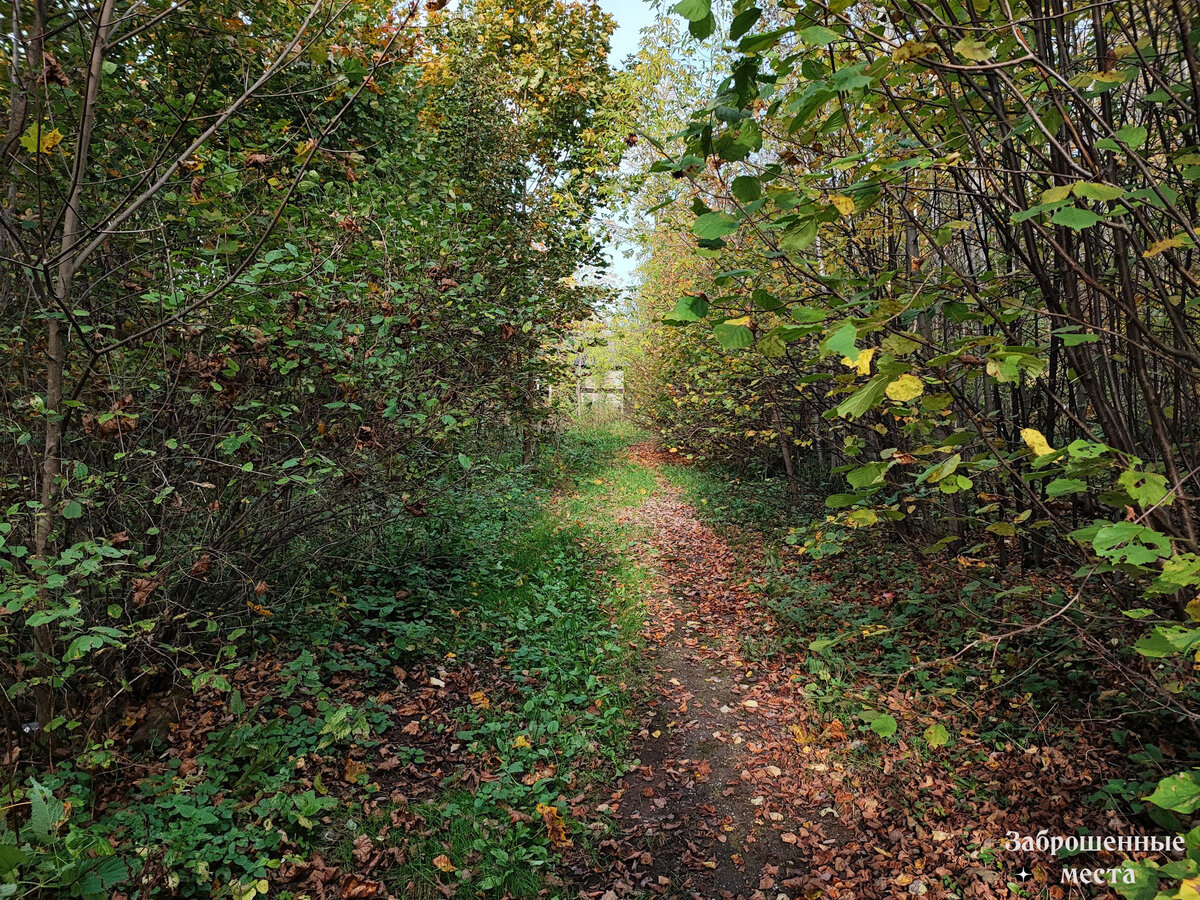 посёлок пансионата Полушкино. Фото автора 2023 год.