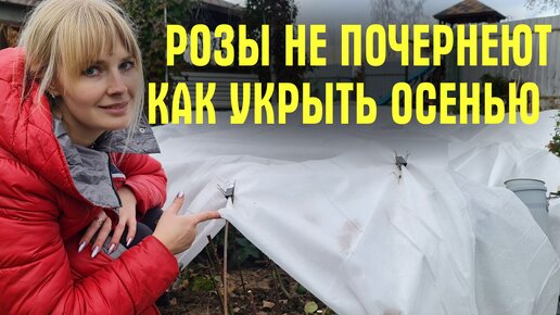 Розы не замерзнут и не почернеют. Чем и когда укрывать на зиму