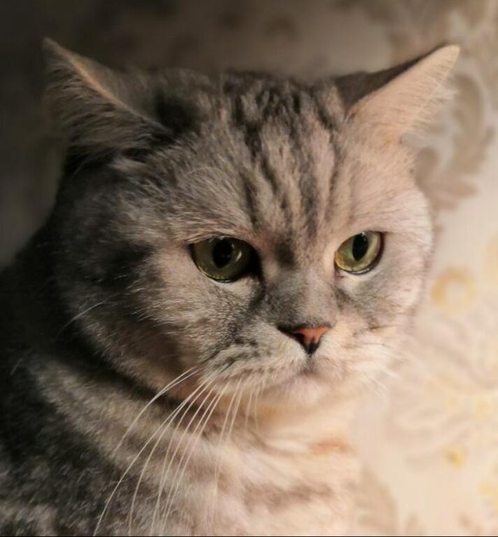 Воть