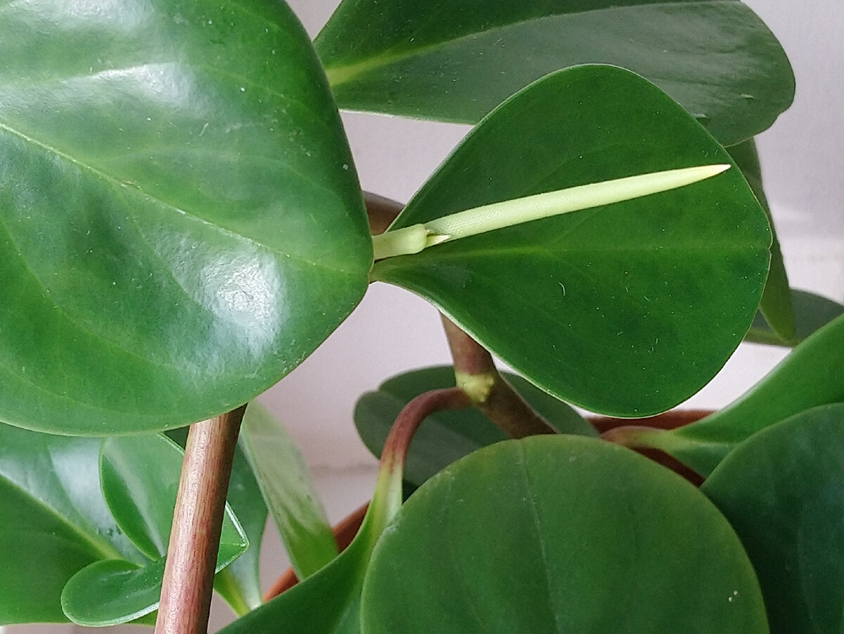 Peperomia cuspidilimba