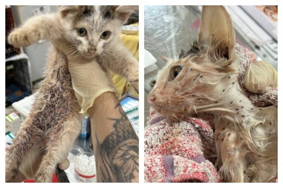    Пожирали заживо.