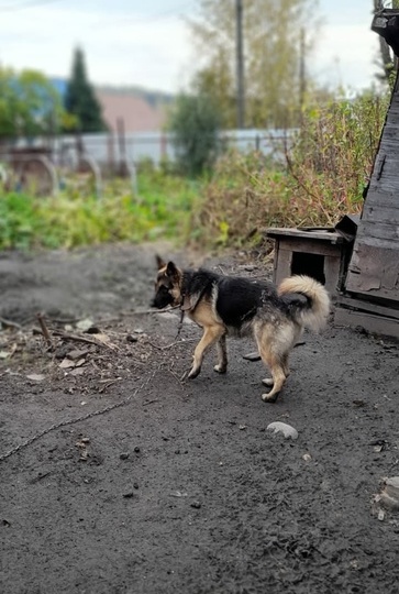 Утренний привет от овчара Сэма!