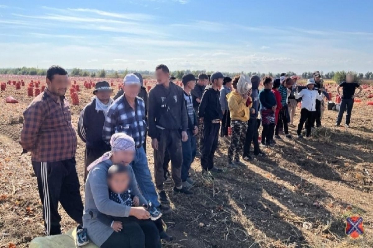    Под Волгоградом 19 узбеков незаконно трудились на фермерских полях