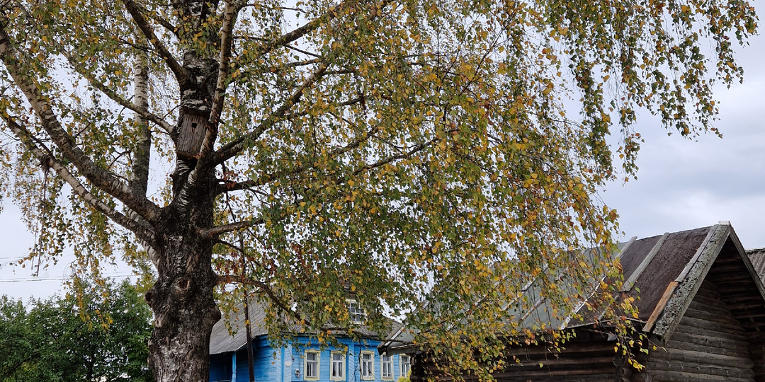 Деревне сердце радуется