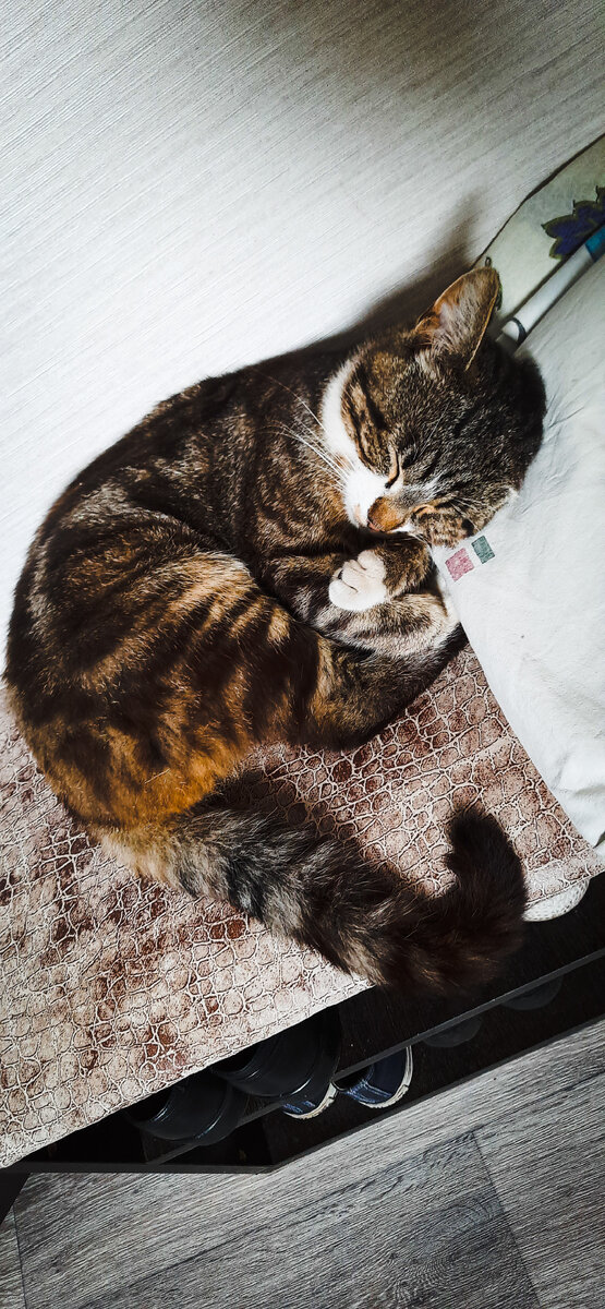 Любит спать на подушках.