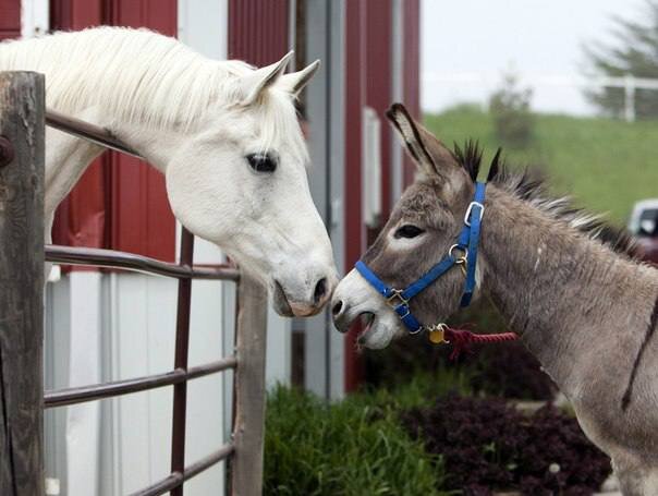 Шли осёл и лошадь с базара. Так случилось, что осёл был навьючен выше головы, а лошадь бежала налегке. Шли они, шли, прошли полдороги — осёл устал, кряхтит, еле дышит. — Будь другом, — попросил он лошадь, — помоги мне! Возьми часть груза! Но лошадь и ухом не повела. Немного погодя осёл взмолился: — Мне уже невмоготу! Помоги! Но лошадь только ушами прядёт. Дорога пошла в гору. Осёл чувствует, что вот-вот упадёт, и в третий раз просит лошадь: — Помоги! —Ладно, — согласилась лошадь, — кое-что я возьму на себя: ты неси груз, а я, так уж и быть, буду за тебя кряхтеть и отдуваться. Осёл прошёл ещё десяток шагов и упал. — Вставай, вставай, милый! — умолял хозяин, но осёл не мог подняться. Делать нечего. Разгрузил хозяин осла и всю поклажу взвалил на лошадь. Теперь осёл бежал налегке, а лошадь кряхтела и отдувалась за двоих.