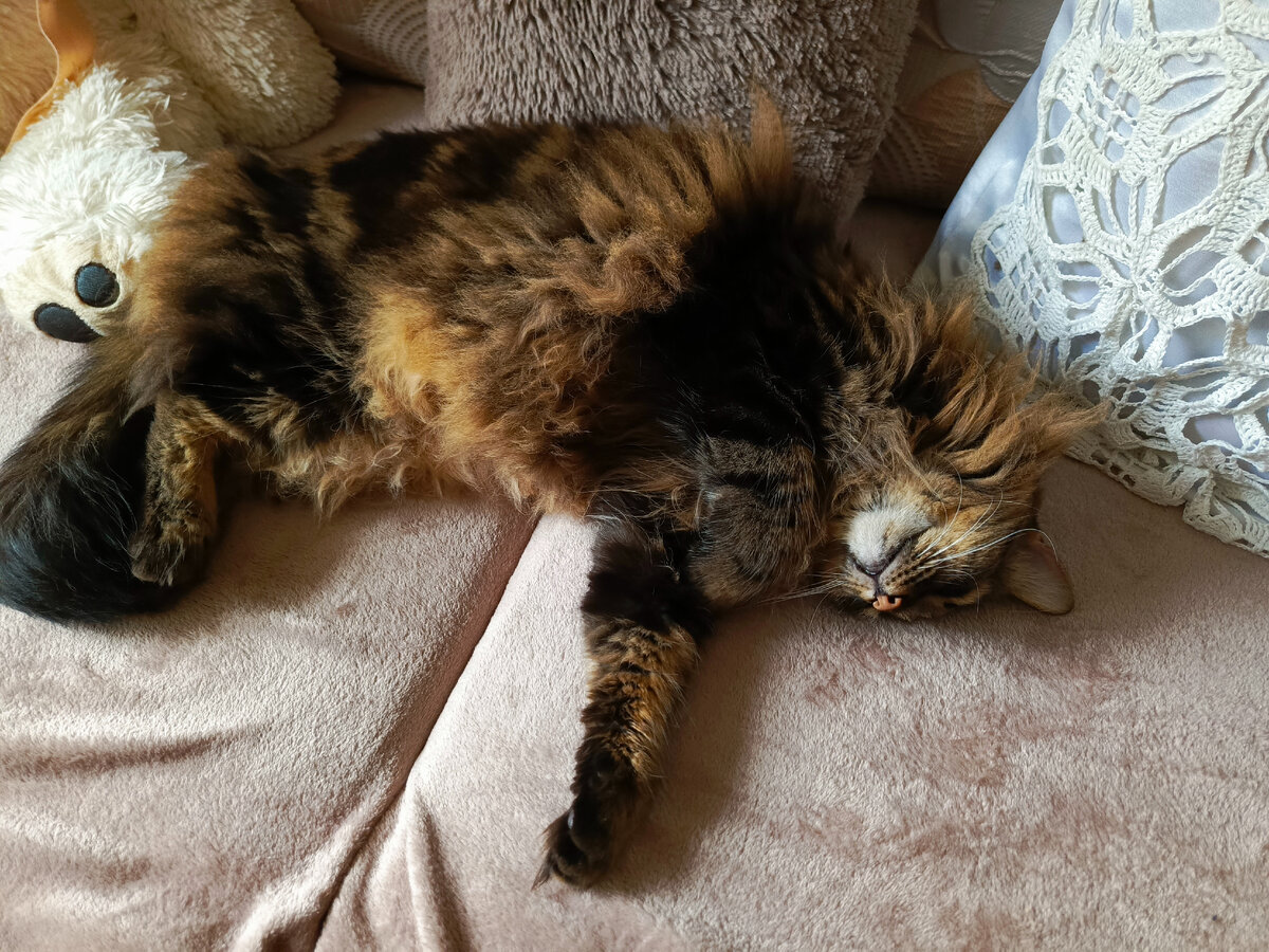 Кузя отдыхает