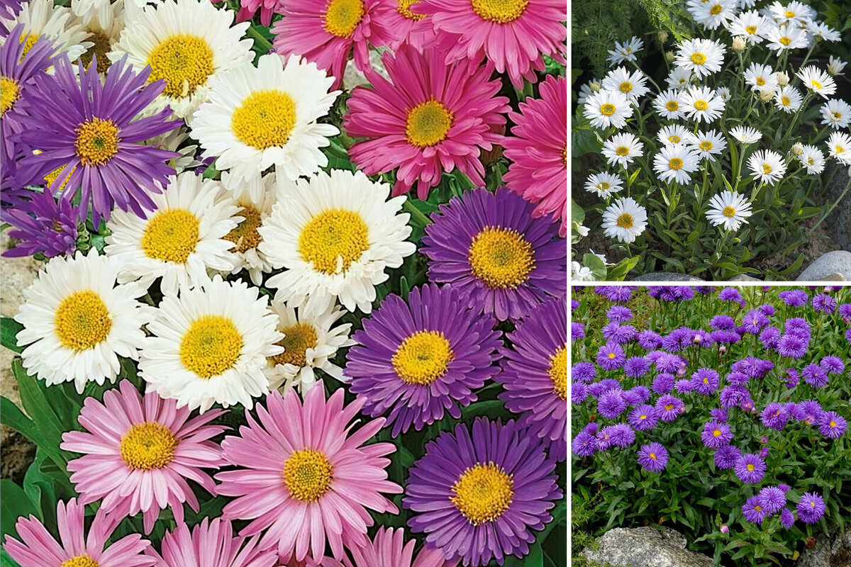 Чудесные разноцветные «ромашки» соцветий альпийских астр – красочное дополнение цветников и альпийских горок в начале лета. 
Белые соцветия – сорт Albus, сbyt-cиреневые соцветия – сорт Dunkle-Schoene, розовые – Happy End