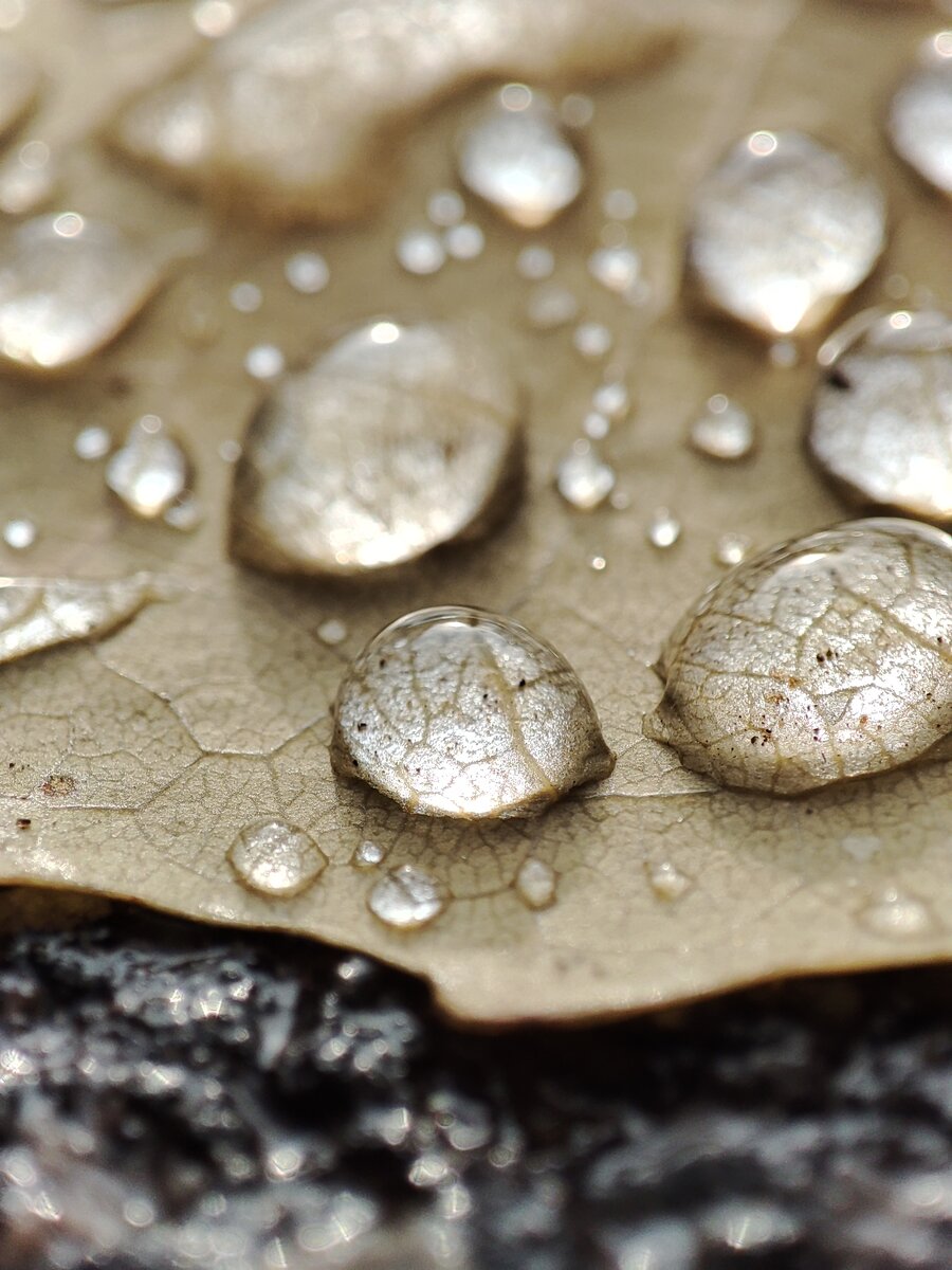 Авторские фотографии канала Вишневые коты