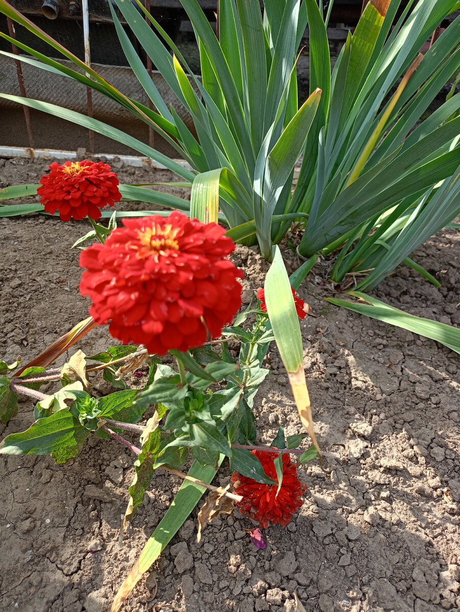 мои цветочки