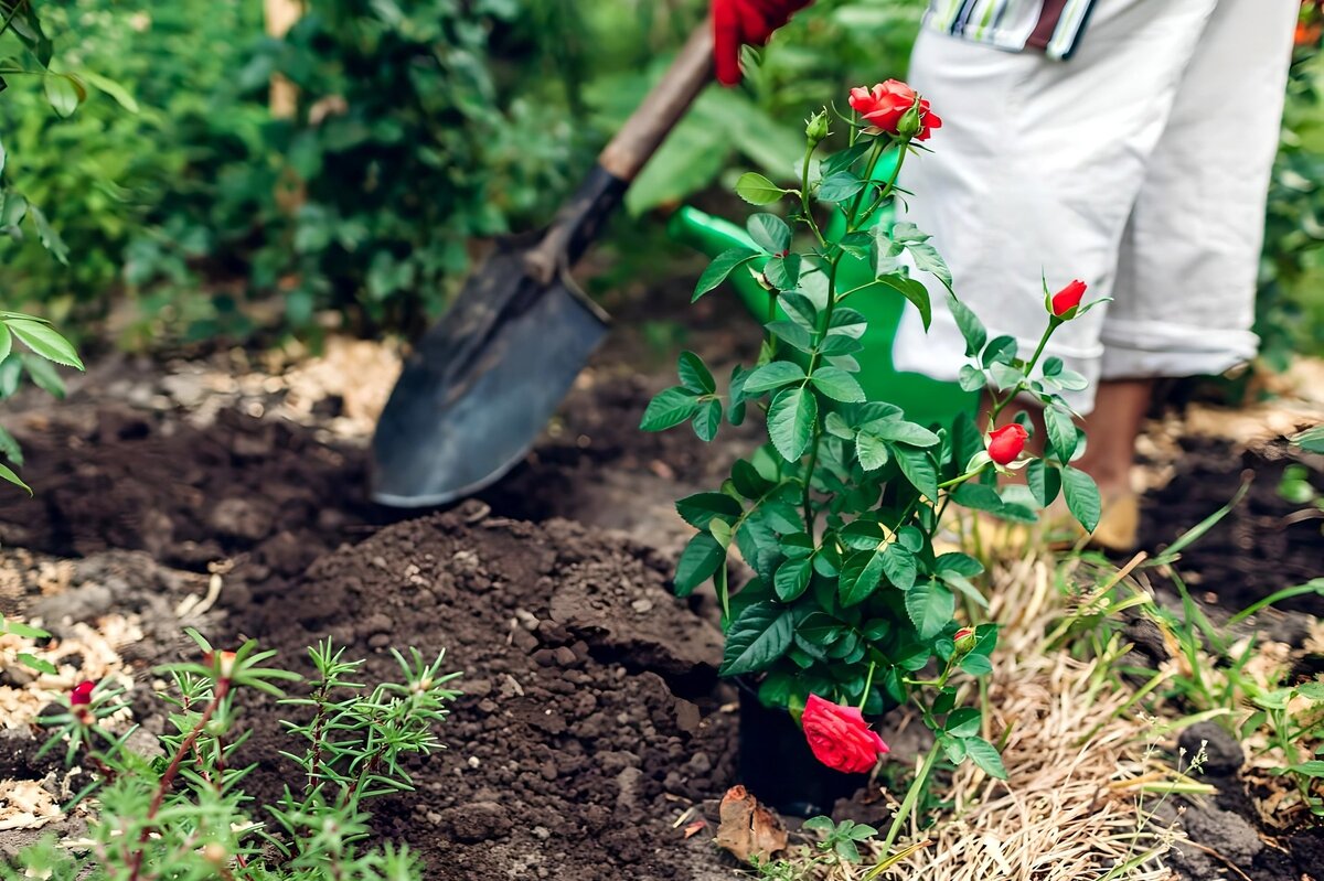     Как правильно пересадить розы осенью: пошаговая инструкция
