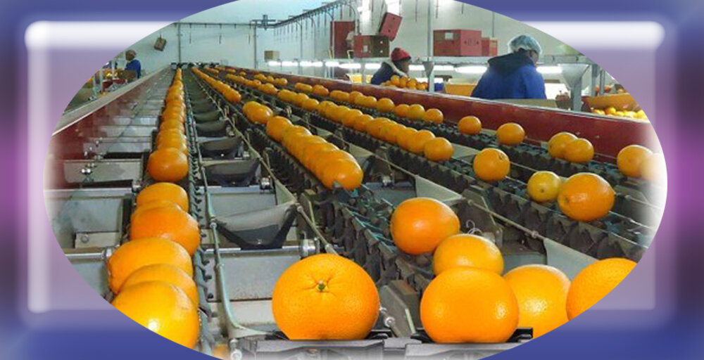 Линия сортировки фруктов - апельсинов