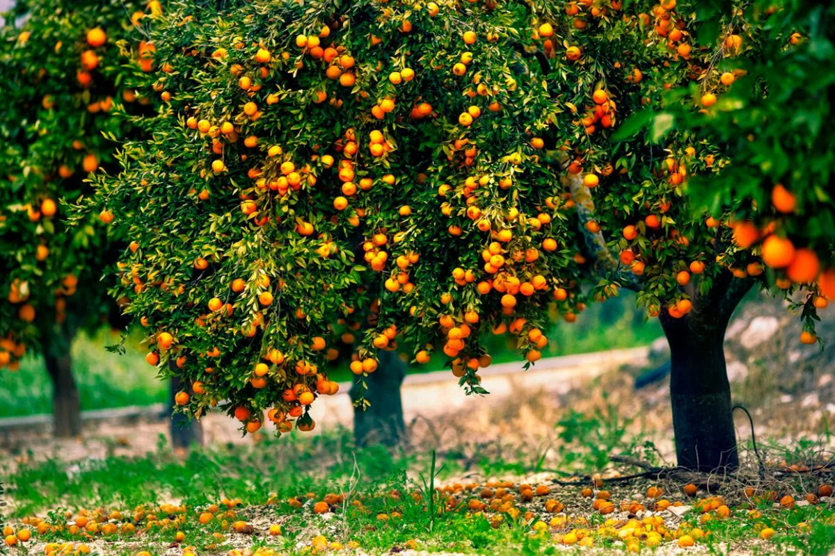 апельсин дарахти. мандариновое дерево. апельсин какое дерево. ветка апельсинового дерева. померанец дерево.