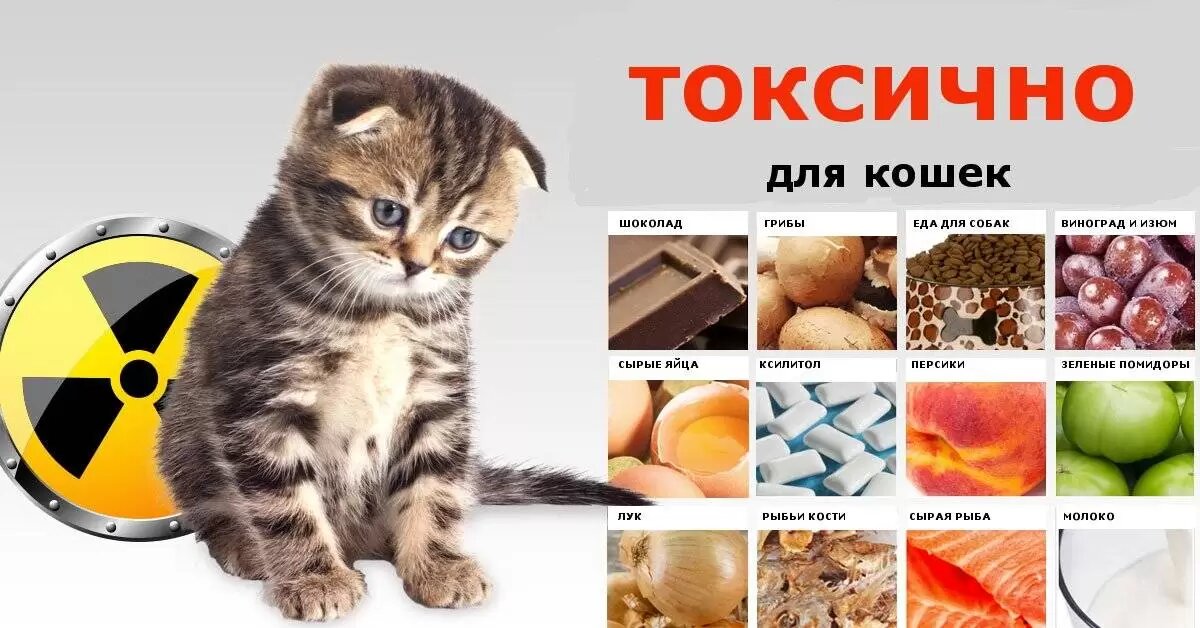 Каким кормом можно кормить котят. Продукты питания для кошки. Запрещенные продукты для кошек. Опасные продукты для кошек. Список еды для кошек.