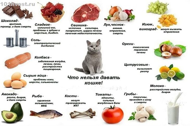 Продукты, которыми нельзя кормить кошек. Какие продукты могут навредить  кошке или котенку. Правильное питание кошки | Все про кошек | Дзен