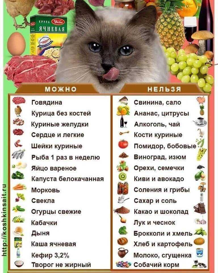 Продукты, которыми нельзя кормить кошек. Какие продукты могут навредить  кошке или котенку. Правильное питание кошки | Все про кошек | Дзен