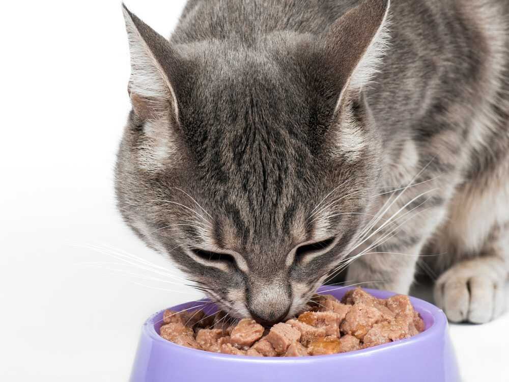 Кошки и острая пища: почему важно не кормить кошек ей