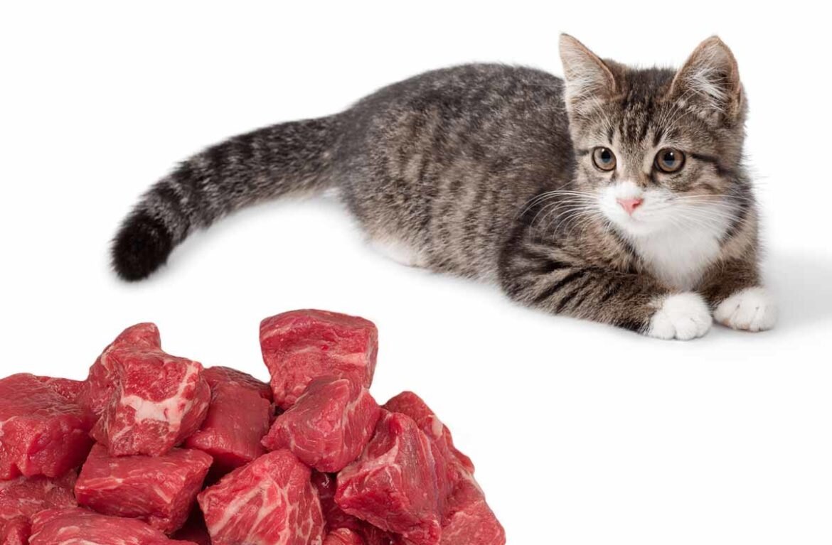 Можно котам давать сырое мясо. Натуральная еда для кошек.