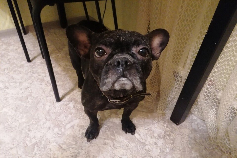    Пес получил различные раны и сильно испугался. Фото: предоставлено Ириной.